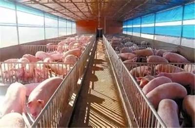 中糧肉食規劃2022年形成1000萬頭生豬產業鏈，助力畜牧漁業飼料銷售增長